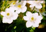 Luscious mountain flowers