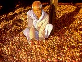 This year's onion crop is said to be of poor quality